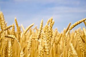 AFGC plan to push for relaxed 'gluten-free' definition meets opposition